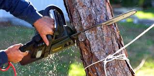 Best Firewood Processing and Delivery  in Prairie View, TX