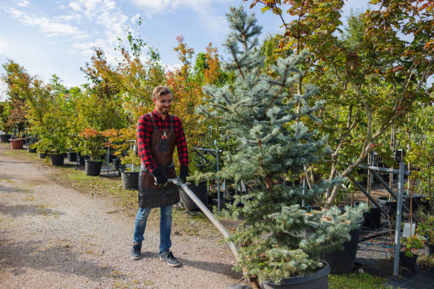 Best Tree Mulching  in Prairie View, TX