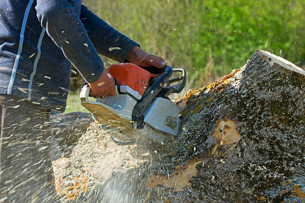 How Our Tree Care Process Works  in  Prairie View, TX